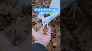 Thelma The Peahen Isnt Playing When It Comes To Treats