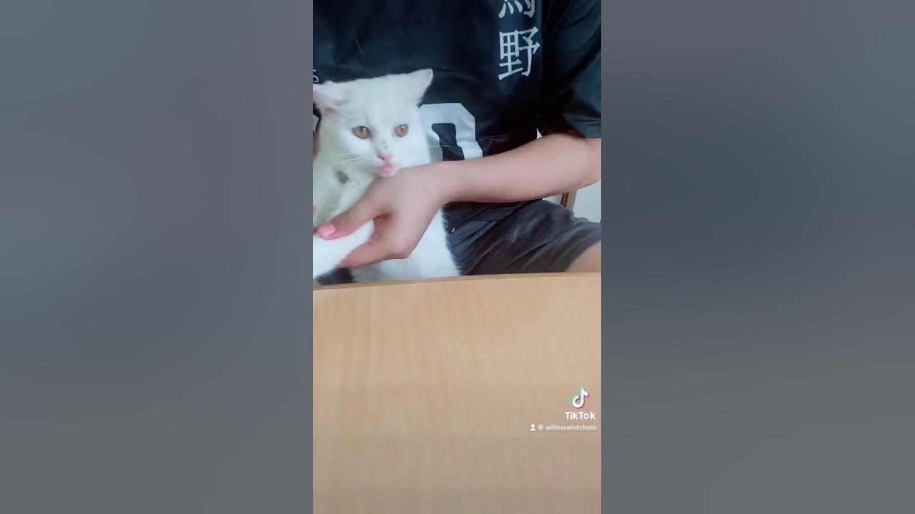 Cha-Cha Slide💃#cats #shorts #catshorts #youtubeshorts #catsoftiktok #cutecats #dance #catsofyoutube