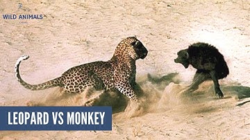 LEOPARD VS MONKEY - REAL FIGHT! POWERFUL ANTELOPE ATTACK.