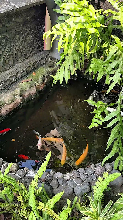 Masteran Anis Kembang Full Isian Dahsyat, Pancingan Suara Dijamin Langsung Ngeplong Tanpa Jeda.