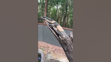 Lace Monitor Socialization Part 1! #bellsphaselacemonitor #lizard #reptile #animallover #taming