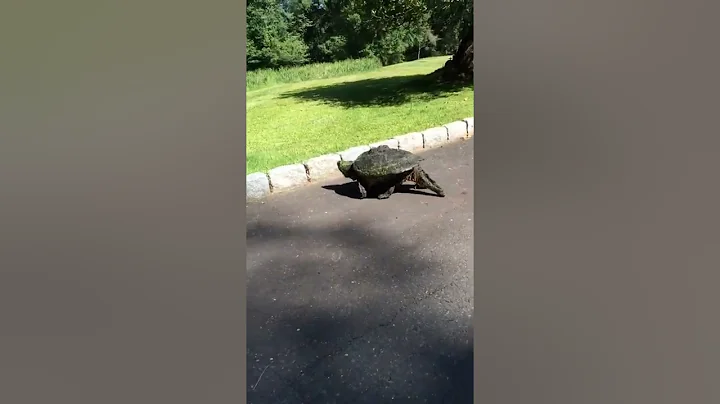 Giant Snapping Turtle