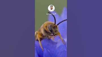 ما تيسر من سورة الإسراء الآية 25 #فارس_عباد