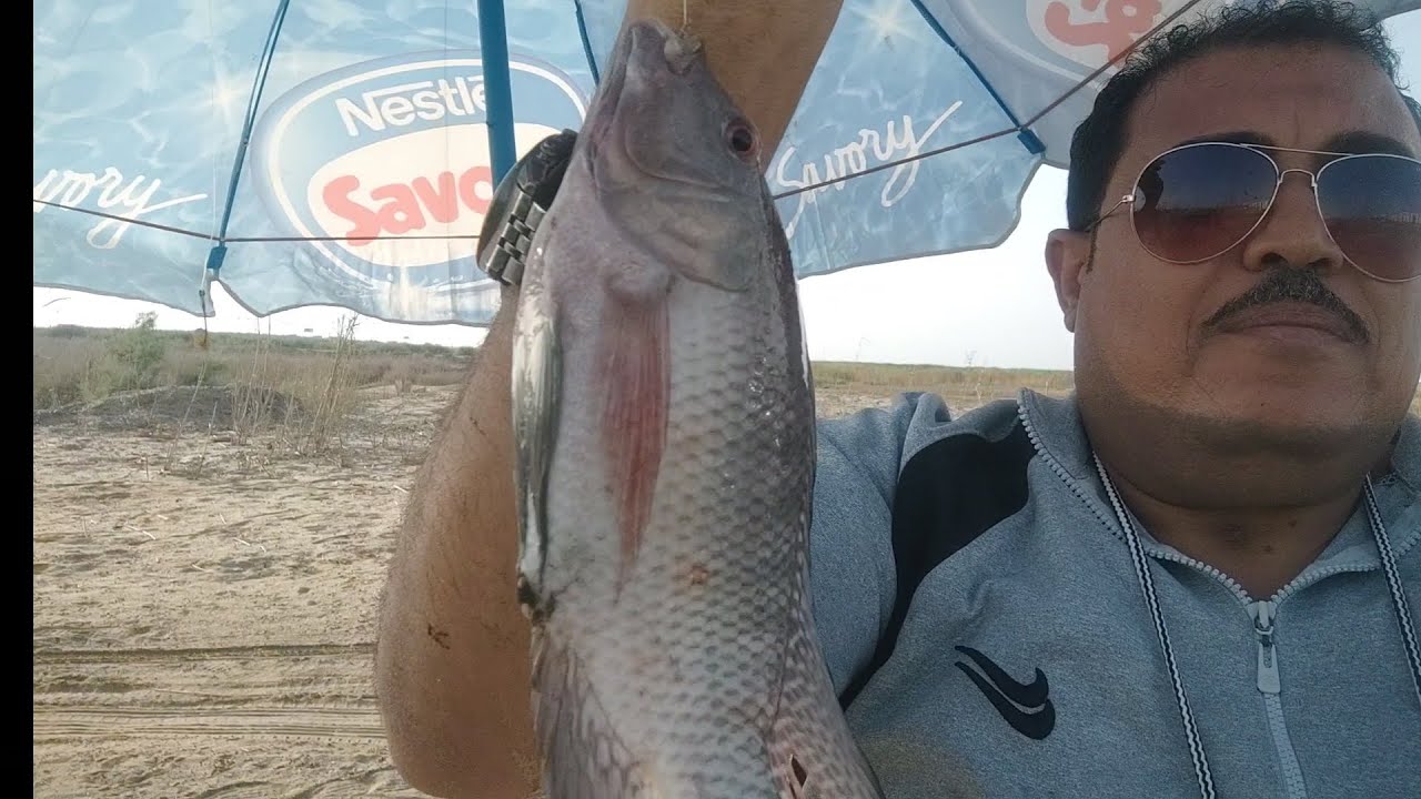 شوف شراهة البلطى على الغلة والحصيلة أخر الفيديو