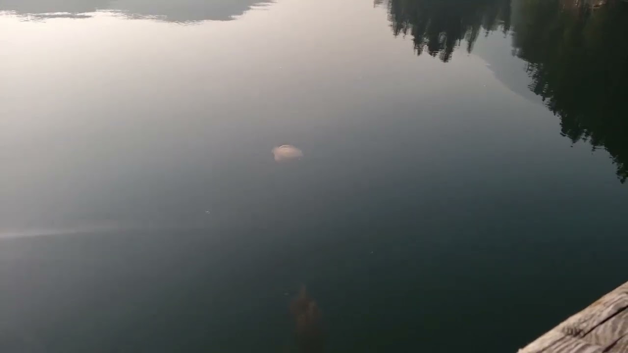 Sam Scrib - Collard Dreams