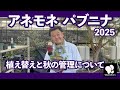 アネモネ パブニナ 植え替えと秋の管理について ◆横山園芸 公式◆ 【2025】