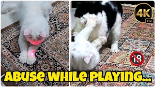 Breaking Meows: Internet Abuse with Epic Cat Fight during Play Session! 4k #cat #animals #catlover