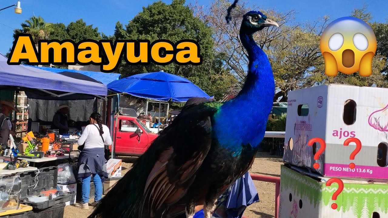 Días Sábados // Amayuca MORELOS 