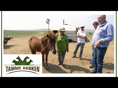 Tamme rettet Pferd vor der Schlachtung! | Tamme Hanken | Kabel Eins