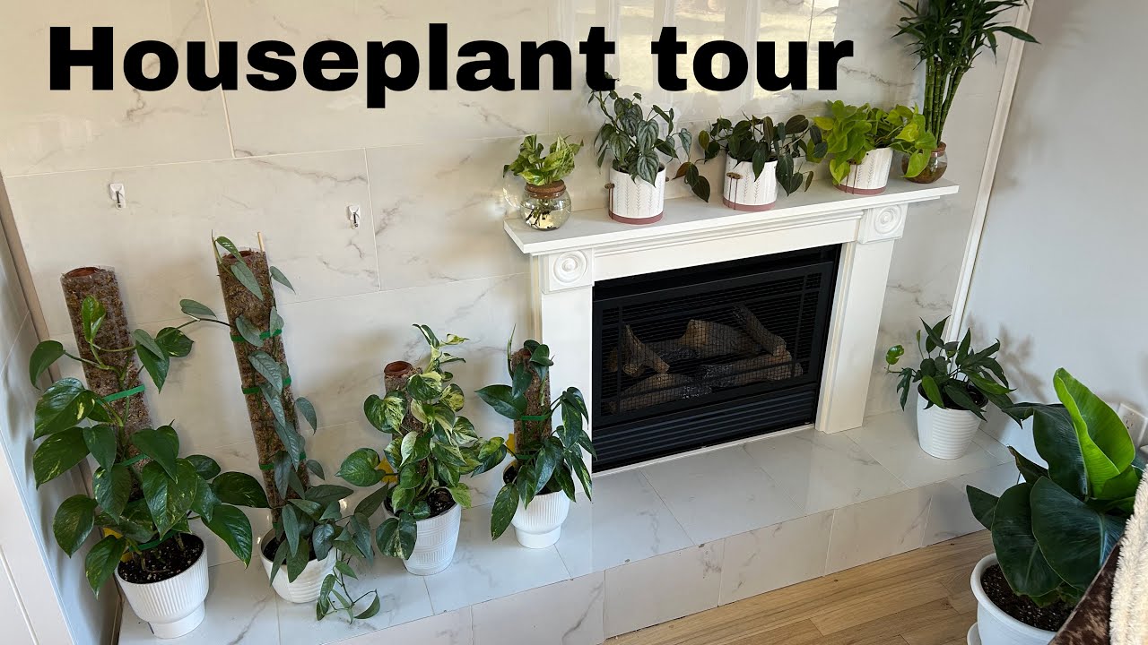 House plant tour spring 2025 - YouTube