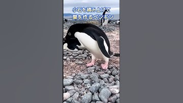 【AI動画 まるで本物！話題のsora２で作ってみた】ペンギンの巣作り