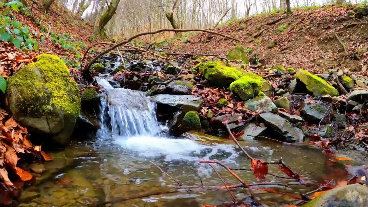 васильев лес у ручья. водопад журчание. звук реки. естественные звуки природы. музыка звуки реки.