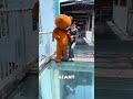 The Bear Carried The Girl in His Arms Across The Bridge 😯❤️