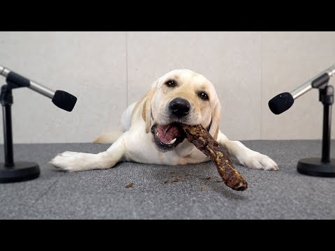 ASMR Dog Eating Turkey Neck Bone