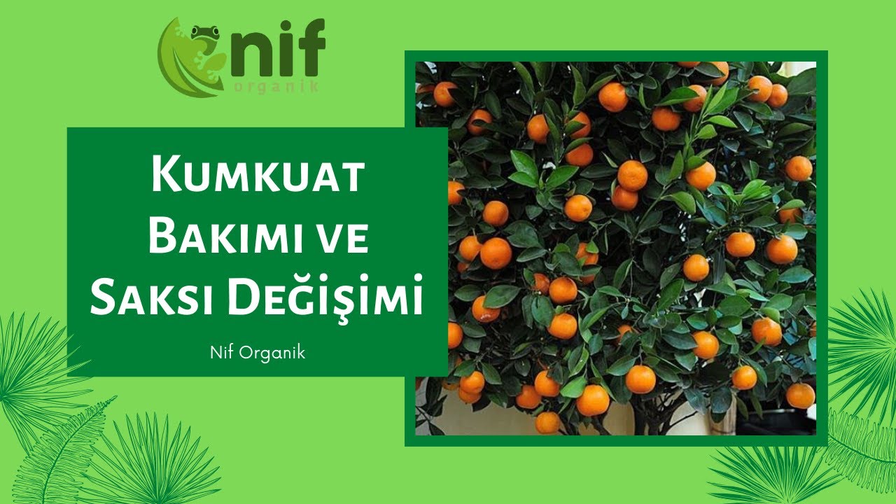 Kumkuat Bakımı ve Saksı Değişimi