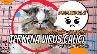 Kucing Terserang Calici Virus | Begini CiriCirinya dan Penangananya