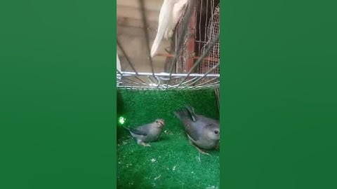 Gray java Chicks||v21|| #youtubeshorts #ytshorts #youtube #birds #2023