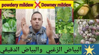 البياض الزغبي والبياض الدقيقي والفرق بينهم Downey mildew and powdery mildew