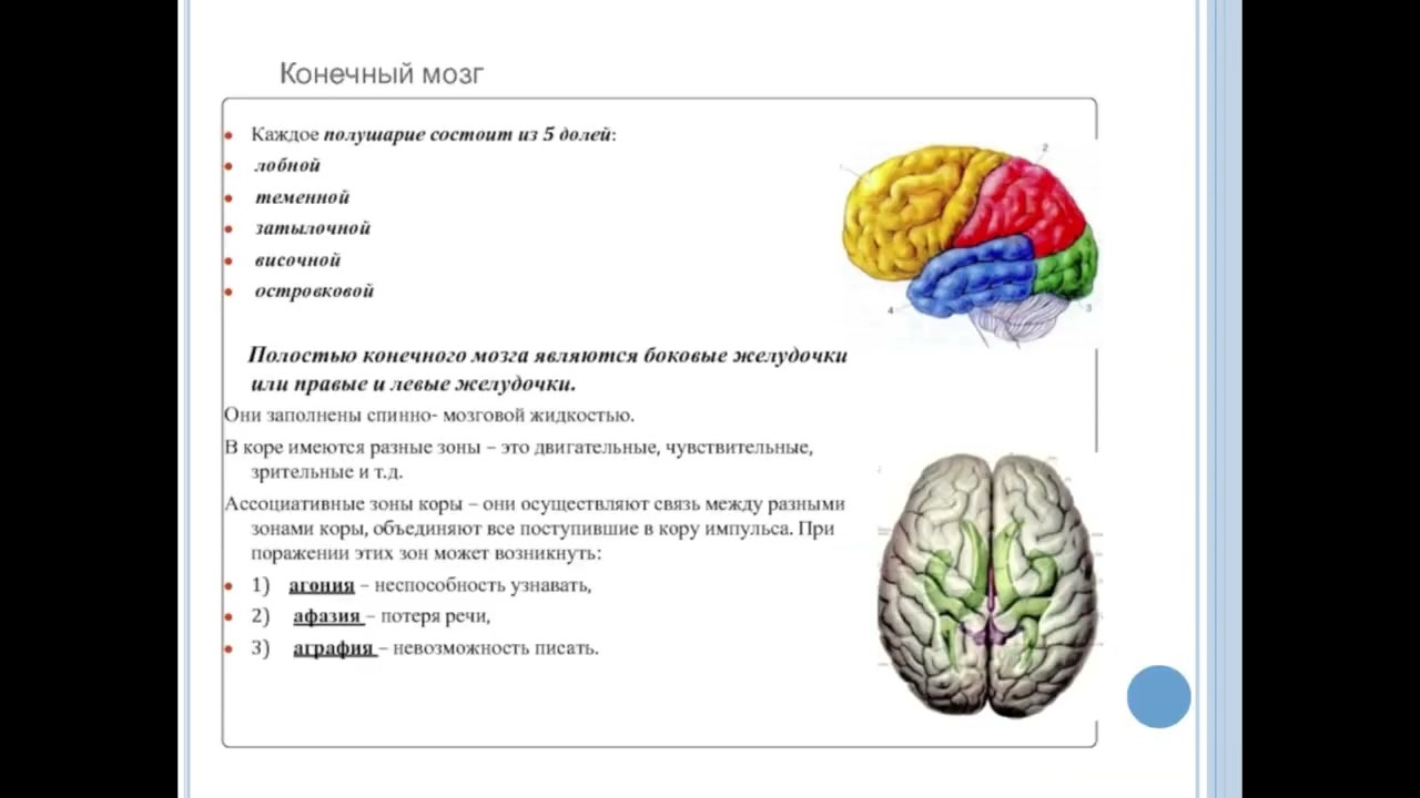 В каждом полушарии долей. Название полостей конечного мозга. Полости больших полушарий. Конечный мозг. Полости конечного мозга.