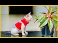     kokkachi funny cats  cat dress craft