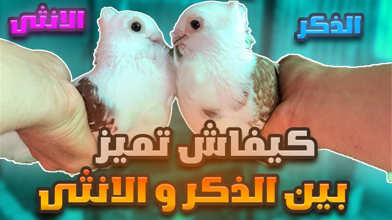 السر لي كيعرفوه غير المحترفين | كيفاش تفرق بين ذكر وأنثى الحمام بسهولة 🕊️