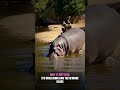 Why Hippos Are More Dangerous Than They Look #shorts #Animals #Wildlife