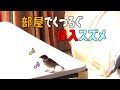 部屋に入りたくてしょーがないスズメ