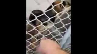 Jasmine, Sable, and Olive URGENT DOGS at Lake County Animal Services in Tavares, FL! by FriendsofMisfit 22 views 9 years ago 1 minute, 5 seconds