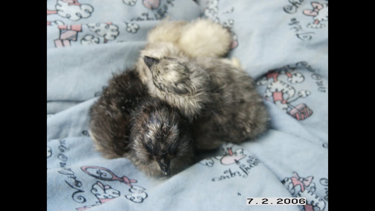 Trying to save eggs with loose, and one completely exploded air cell.....