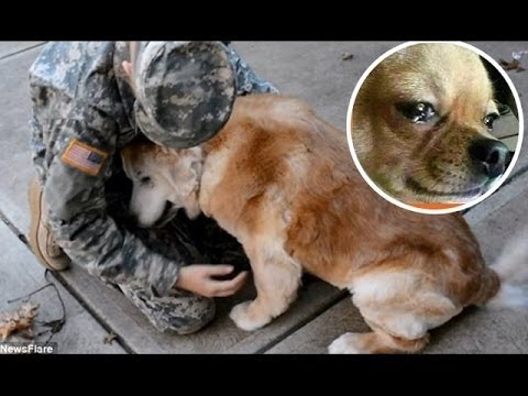 Video: Evcil Hayvan Mitleri: Köpek Yıllarından İnsan Yıllarına