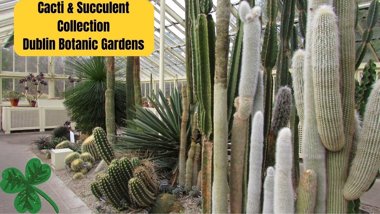 Cacti & Succulent Collection at Dublin Botanic Gardens Cactus