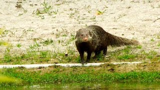 三級保育類食蟹獴現蹤科博館植物園確認健康後已野放 ... 