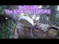 Checking Out The BIRCH POLYPORE 🏴