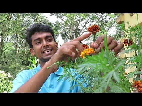 ভিডিও: ক্লার্কিয়া মার্জিত (43 টি ছবি): ক্রমবর্ধমান 