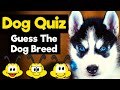 Dogs Trivia Quiz - GUESS The Dog Breed - 20 Dogs Questions and Answers - 20 Dogs Fun Facts