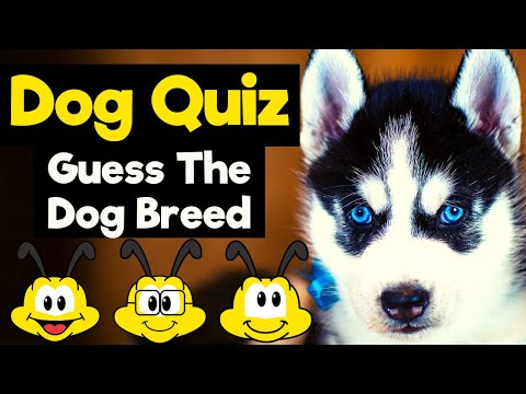 فيديو: مسابقة لاختبار المعرفة الخاصة بك تولد كلب كبير