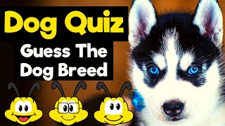 Dogs Trivia Quiz - GUESS The Dog Breed - 20 Dogs Questions and Answers - 20 Dogs Fun Facts