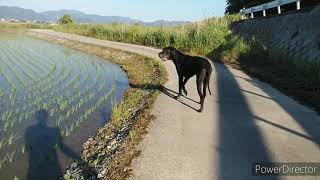 グレートデン　ミニチュアピンシャー　Japanese rice planting dog walk