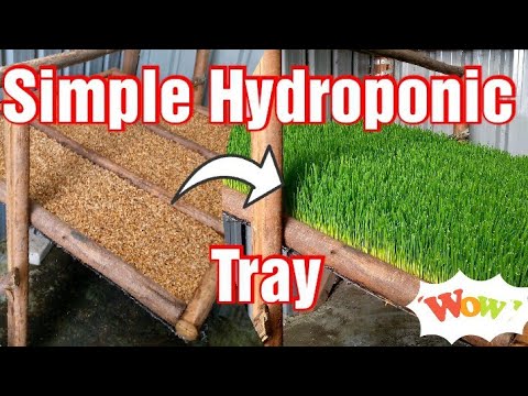 Simple Home Made Hydroponic Fodder