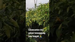 Download Lagu Profesor cabai MP3