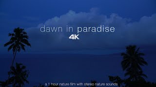 Dawn In Paradise: Ambient Sounds From A Tropical Island + 4K Nature Video For Relaxation (1 Hr Uhd)