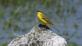 Pliszka żółta śpiew / Western yellow wagtail song