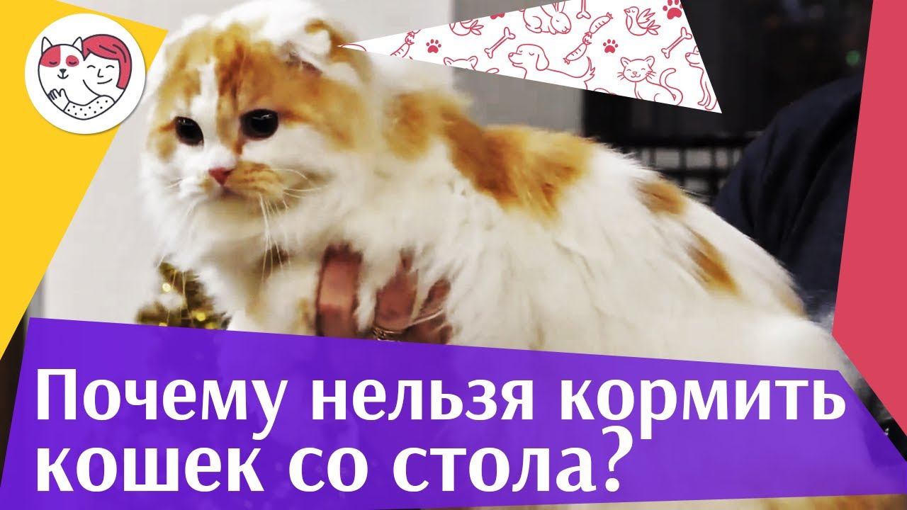 питомцы кукол лол 4 причины не кормить кошку со стола на ilikpet