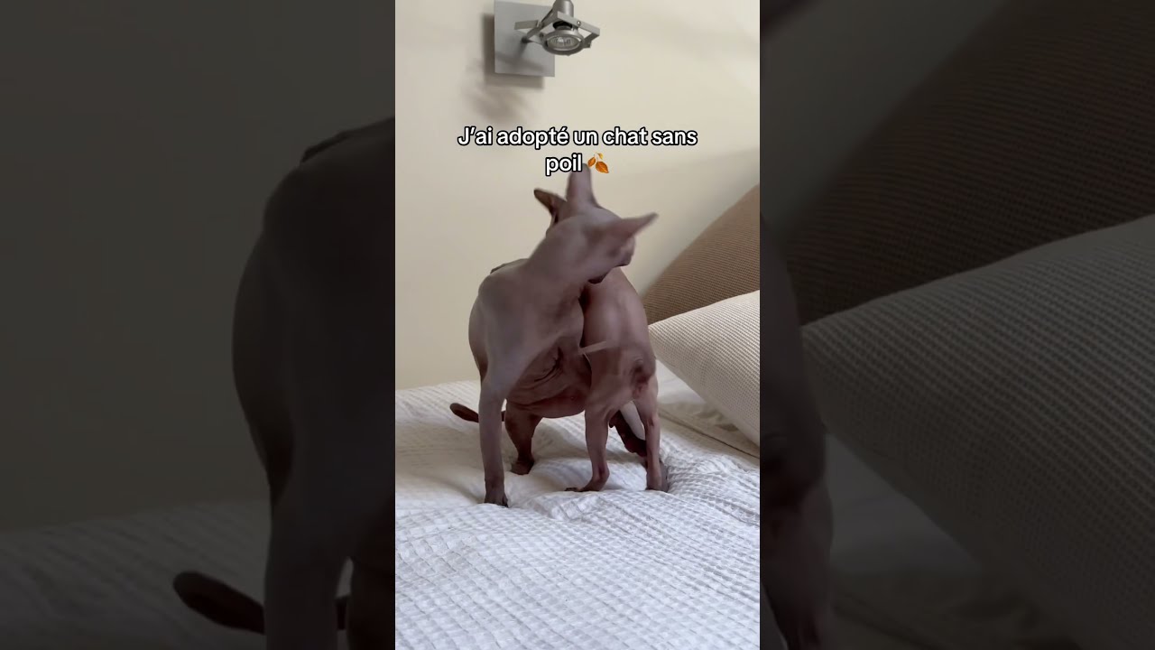 J Ai Adopt Un Chat Sans Poil On L Appelle Comment 