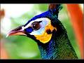 7.1 The Peacock’s Tail That Made Darwin Sick | sexual selection | mate choice | animal beauty