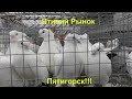 15.03.20. Птичий рынок г. Пятигорск ч 1.The bird market in Pyatigorsk, part 1.