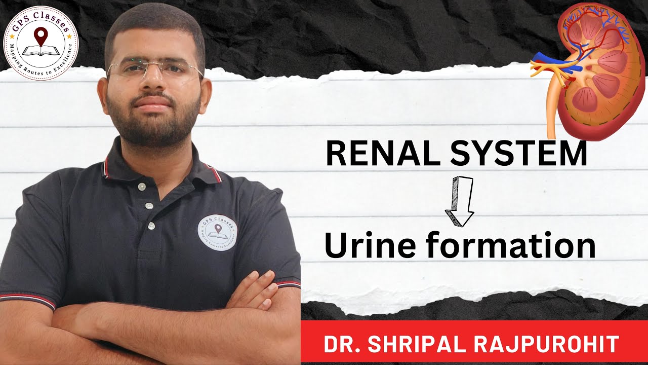 RENAL SYSTEM | URINE FORMATION