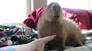 Capybaras Love Foot Rubs