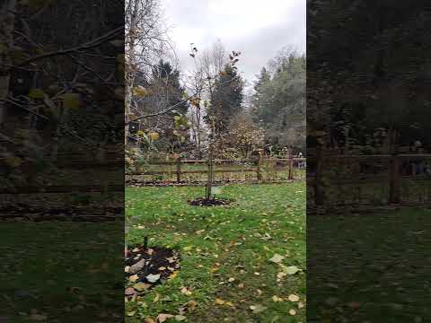 Video: Botanická zahrada VanDusen ve Vancouveru