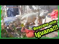 Rescate a una Iguana Verde